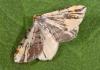 Macaria liturata